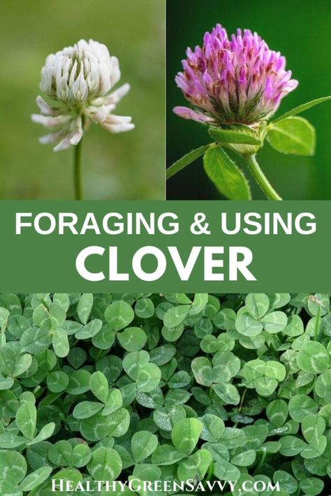 Wild Medicinal Plants, Foraging In Indiana, Foraging Medicinal Plants, Foraging In Texas, Pennsylvania Foraging, Crimson Clover Benefits, Fleabane Medicinal Uses, Oklahoma Foraging, Missouri Foraging