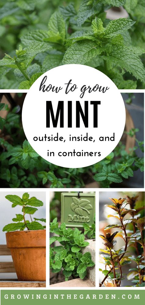 How To Grow Mint Outdoors, Mint Growing, Mint Plant Care, Growing Mint Indoors, How To Grow Mint, Growing Herbs At Home, Grow Mint, Mint Seeds, Mint Herb