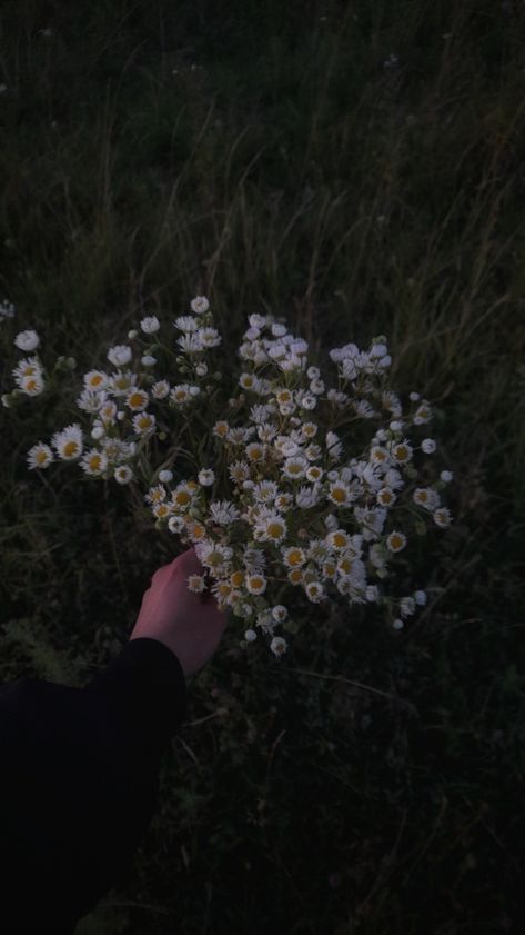 Daisies Aesthetic