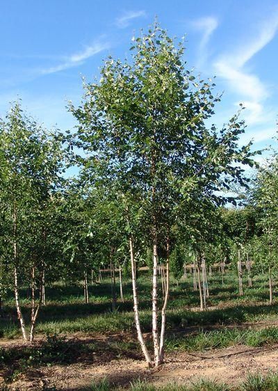 12 “Tiny” Trees for Small Yards - Watters Garden Center Small Landscape Trees, River Birch Trees, Betula Nigra, Soft Landscape, Birch Trees Landscaping, Plant Library, Trees For Front Yard, Tattoo Plant, Patio Trees