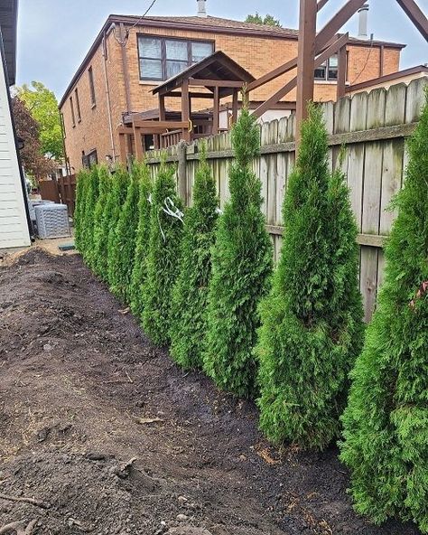 Emerald Green Arborvitae Spacing and Growth Rate Emerald Green Privacy Trees, Thuja Emerald Green Arborvitae, Arbortivae Landscaping, Arborvitae Emerald Green, Arborvitae Landscaping Along Fence, Emerald Cedar Hedge, Evergreen Fence Ideas, Bushes As Fencing, Landscaping In Front Of Privacy Fence