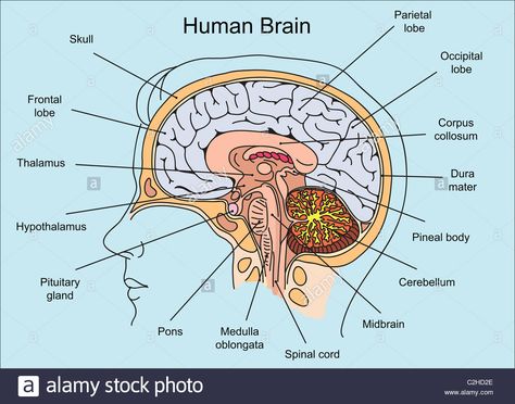 Structure of human brain illustration Human Brain Drawing Anatomy, Structure Of The Brain, Brain Structure Anatomy, Human Brain Diagram Class 10, Brain Structure Diagram, Brain Diagram Anatomy, Structure Of Brain, Structure Of Human Brain, Diagram Of The Brain