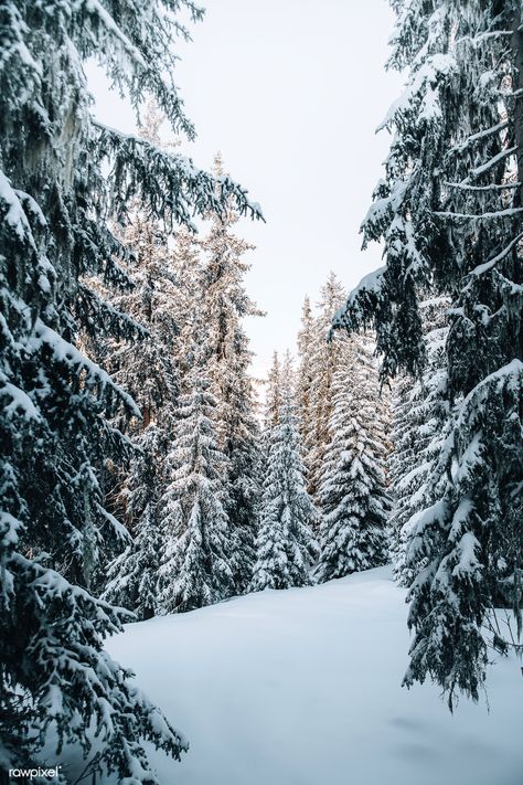 View of a snowy forest  | premium image by rawpixel.com / Luke Stackpoole Pine Tree Drawing, Pine Tree Painting, Snowy Christmas Tree, Pine Trees Forest, Snow Forest, Painting Winter, Snow Tree, Forest Background, Snowy Trees