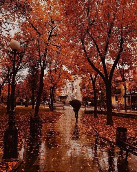 VIPAN ✿ on Twitter: "Fall Rain #NaturePhotography https://t.co/3GtJeZgPS7" / Twitter Herbst Bucket List, Zombie Prom, Prom Queen, Queen Costume, Autumn Scenery, Fall Feels, Autumn Beauty, Fall Pictures, Autumn Cozy