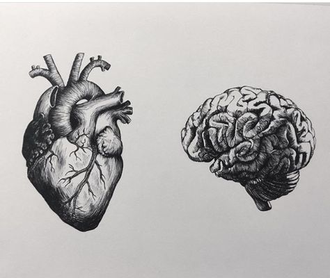 Brain Heart Illustration, Brain And Heart Tattoo Design, Anatomical Brain Drawing, Heart Brain Drawing, Human Brain Tattoo, Brain Vs Heart Tattoo, Heart And Brain Drawing, Heart And Brain Scale Tattoo, Anatomical Brain Tattoo