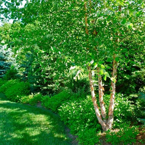 Bonito, River Birch Trees Landscape, River Birch Trees, Fast Growing Shade Trees, Birch Trees Landscaping, Fast Growing Evergreens, Privacy Trees, River Birch, Backyard Trees