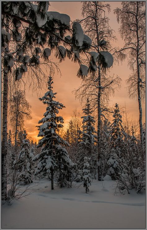 Winter Szenen, Photography Winter, Snow Covered Trees, Woods Photography, Snowy Forest, Photography Competitions, Winter Love, Winter Magic, Winter Scenery