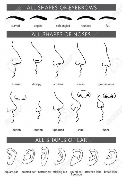 Picture of Differently shaped noses, ears and eyebrows. Types of the human nose, ear and eyebrow. Different parts of the human face, vector illustration. stock photo, images and stock photography. Image 77047513. Human Nose, Face Vector Illustration, Types Of Faces Shapes, Different Nose Shapes, Types Of Eyebrows, Lip Types, Nose Types, Types Of Humans, Face Vector