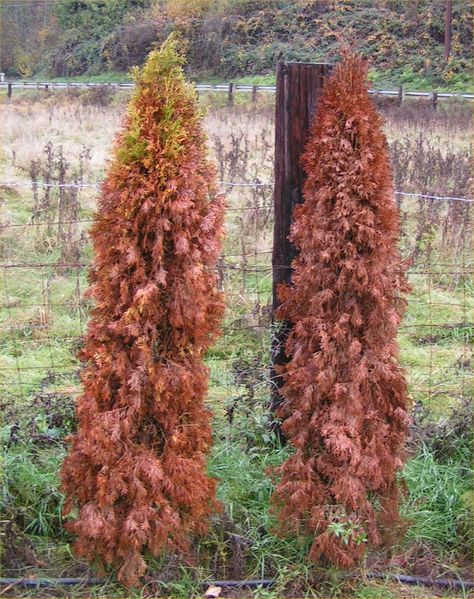 Arborvitae What you Need to Know Article Berlin, Arborvitae Fence, Gondola Painting, Green Giant Tree, Emerald Arborvitae, Arborvitae Landscaping, Garden Pantry, Thuja Smaragd, Giant Leaves