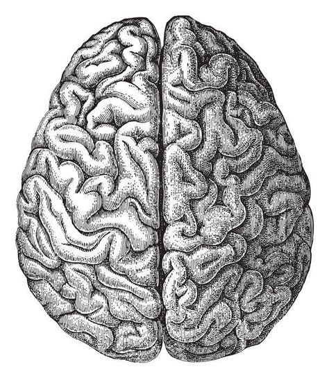 Medical Illustrations, Brain Drawing, Brain Illustration, Brain Art, Human Figure Drawing, Anatomy Drawing, Medical Illustration, Human Brain, Anatomy Reference