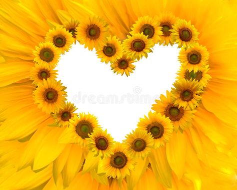 Valentine heart. Yellow sunflowers heart frame for valentine , #AFF, #Yellow, #heart, #Valentine, #valentine, #frame #ad Sunflower Themed Kitchen, Sunflower Iphone Wallpaper, Sunflower Party, Sunflower Hearts, Sunflower Photo, Pretty Fonts, Yellow Sunflowers, Pretty Backgrounds, Decoupage Art