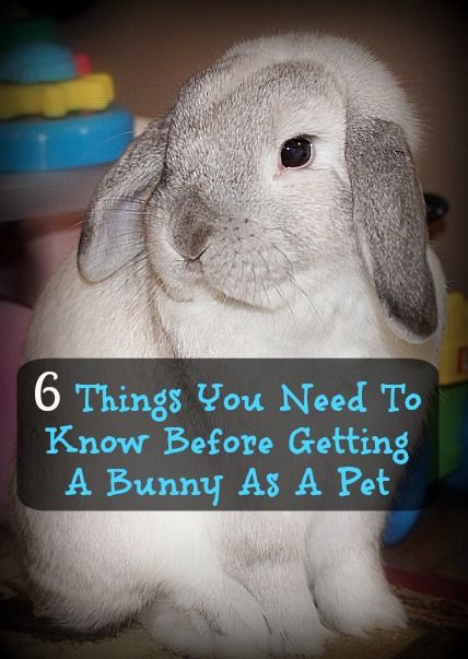 6 Things You Need To Know Before Getting A Bunny As A Pet | Emily Reviews Classroom Bunny Pet, Rabbit As A Pet, How To Care For A Bunny, Bunny Accessories Pet, Rabbit Pet Care, Bunnies As Pets, Raising Rabbits For Pets, Pet Bunny Ideas, Bunny As A Pet