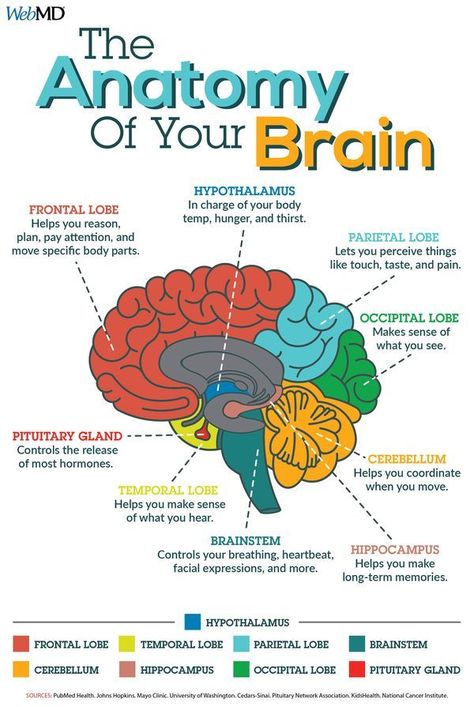 Anatomi Dan Fisiologi, Medical Instagram, अंग्रेजी व्याकरण, Sistem Saraf, Science Learning, Medical Student Study, Brain Facts, Brain Anatomy, Human Body Anatomy