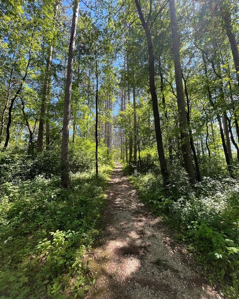 Nature, Hiking Forest Aesthetic, Forest Hike Aesthetic, Earth People Aesthetic, Green Outdoor Aesthetic, Forest Background Aesthetic, Pretty Forest Aesthetic, Hiking Trail Aesthetic, Forest Asethic