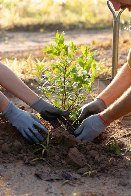 People planting tree on the countryside | Free Photo #Freepik #freephoto #reforestation #planting #tree-planting #tree-people Planting, Plants, Photography, Vector Photo, Free Photo, Trees To Plant, Free Photos, Stock Photos, Photo And Video