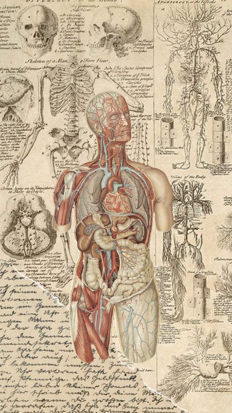 Medical Drawings Aesthetic, Ipad Wallpaper Anatomy, Anatomy And Physiology Wallpaper, I Am A Doctor Wallpaper, Medicin Wallpaper, Phycology Aesthetic Wallpaper, Physiology Wallpaper, Anatomy Cover Page, Aesthetic Medicine Wallpaper