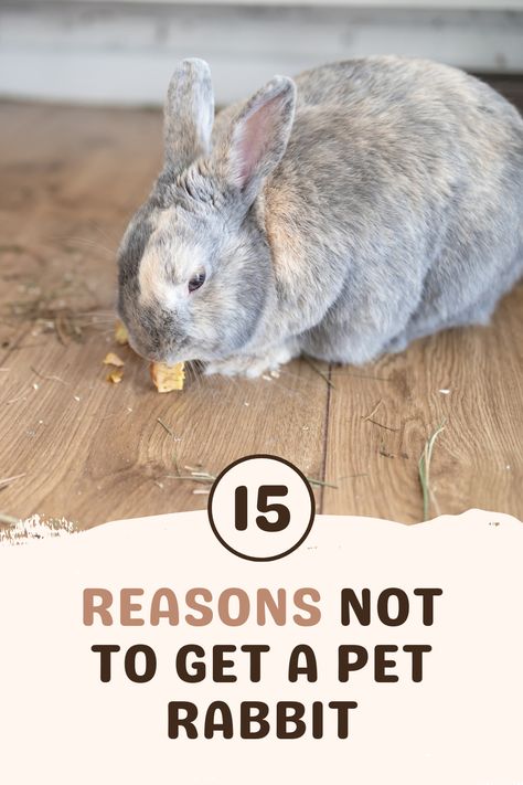 While rabbits are adorable little critters, they're not as easy to care for as they look. That's why we bring you 15 reasons not to get a pet rabbit. Before deciding to adopt and welcome a bunny into your home, consider these 15 things so you don't end up regretting your decision and rehoming your new pet! Rabbit Care Checklist, Rabbit As A Pet, Best Rabbit Cage Indoor, Bunny Cage Setup Ideas, Pet Bunny Rabbits Cage, Diy Indoor Rabbit Cage, How To Care For A Bunny, Bunny Pet Care, Rabbit Pet Care