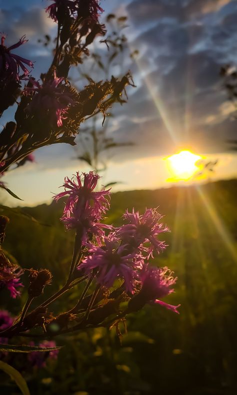 Sunrise Flowers Mornings, Wild Aesthetic Nature, Light Flowers Aesthetic, Unique Nature Pictures Photography, Sunrise And Flowers, Sunset Photography People, Sunrise Photography Nature, Sunrise Flowers, Nice Good Morning Images