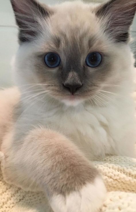 Söpö Kissa, Ragdoll Kittens, Image Chat, Ragdoll Kitten, Haiwan Peliharaan, Siamese Cat, Ragdoll Cat, Cat Aesthetic