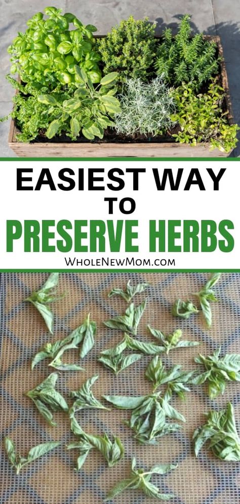 Got an overflow of herbs from your garden or CSA? This is the Easiest Way to Preserve the goodness of your herbs so they won't go to waste! Learn how to preserve herbs the simple way and save money! #preserveherbsdiy #preparedness #kitchentips #frugaltips #herbtips #preservefood #preservefoodwithoutelectricity Herb Garden, Preserve Herbs, Preserving Herbs, Growing Herbs, Drying Herbs, Natural Living, New Mom, Herbal Remedies, Fresh Herbs