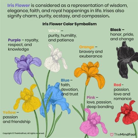 A Complete Guide to Iris Flower Meaning and Symbolism | TheMindFool Nature, Iris Wedding Flowers, Witchy Notes, Plant Symbolism, Iris Varieties, God Motivation, Iris Flower Tattoo, Purple Iris Flowers, Growing Irises