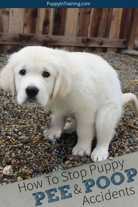 Training Puppy To Potty Outside, Potty Training Tips For Puppies, Tips For Potty Training Puppies, Potty Training 4 Month Old Puppy, Puppy Schedule Daily, Sheepadoodle Puppy Training, Puppy 101 Tips, Potty Training Golden Retriever, 8 Week Old Puppy Training