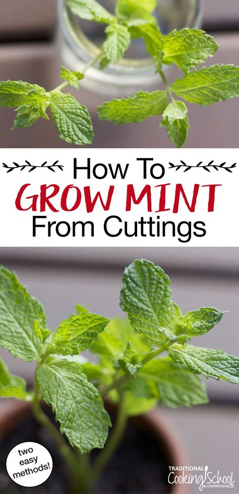 Herb Spells, Propagate Mint, Indoors Garden, Growing Mint Indoors, How To Grow Mint, House Jungle, Grow Mint, Growing Food Indoors, Growing Mint