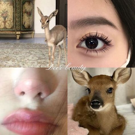 types of beauty| #deer #cat #bunny #fox #aesthetic #beauty #girlblogger #girlblogging| mine ‧₊˚ Deer Makeup Aesthetic, Deer Beauty Face, Bunny Face Type, Deer Pretty Makeup, Cat Beauty Face Type, Bunny Pretty Face, Bunny Makeup Aesthetic, Deer Beauty, Deer Pretty