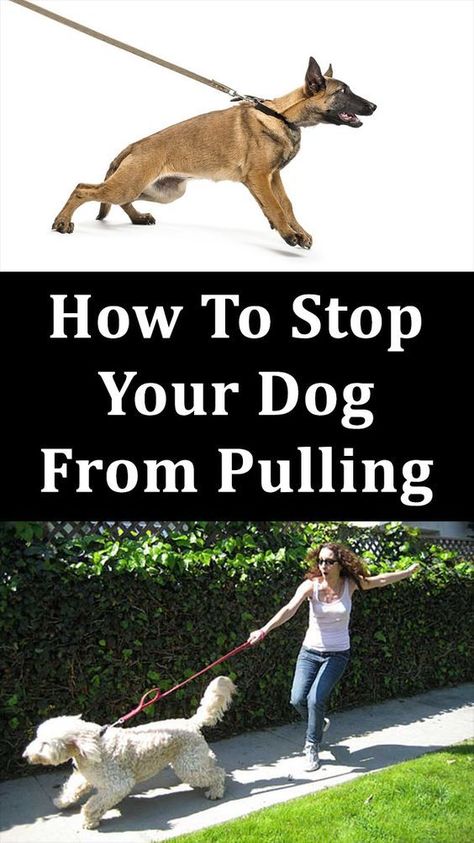 How To Stop Your Dog From Pulling Dog Whisper, Memes Dog, Puppy Obedience Training, Positive Dog Training, Easiest Dogs To Train, Basic Dog Training, House Training Dogs, Dog Training Advice, Dog Training Videos