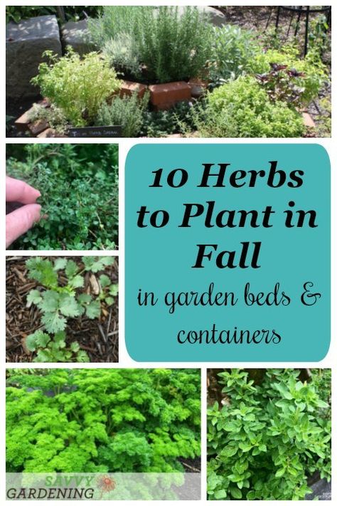 Herbs To Plant, Plant In Fall, Fall Vegetables To Plant, Fall Container Gardens, Fall Gardening, Medicinal Herbs Garden, Herb Containers, Diy Herb Garden, Fall Vegetables