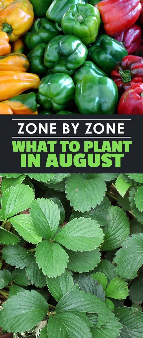 What To Plant In August, Fall Landscaping, August Garden, Tattoo Plant, Fall Vegetables, Fall Garden Vegetables, Garden Veggies, Decoration Plante, Fall Garden