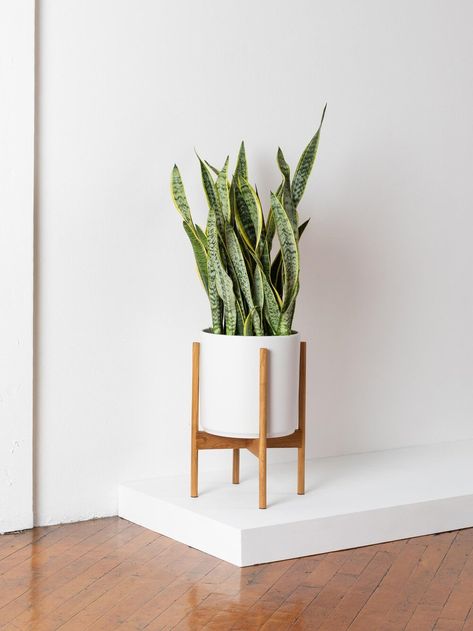 Snake Plant Care Guide Snake Plant Care, Plant Care Tips, Plant Delivery, Floor Plants, Iron Plant, Easy Care Plants, Low Light Plants, Bedroom Plants, Office Plants