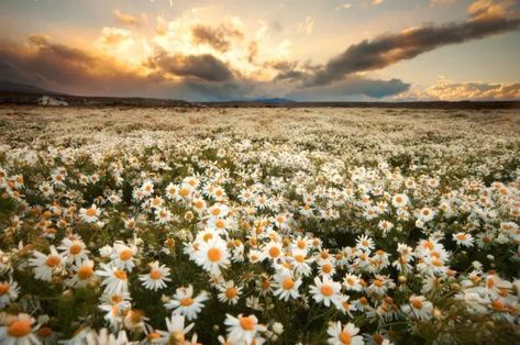 Nature, Daisy Field, Daisy Love, Earth Pictures, Field Of Dreams, Happy Flowers, Jolie Photo, Flower Field, Beautiful World