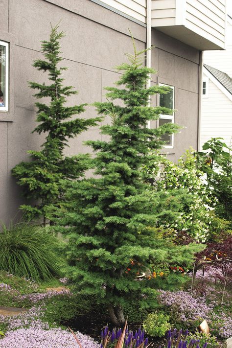 Shade Evergreen Shrubs, Trees For Shade, Evergreens For Shade, Understory Plants, Miller House, Trees For Front Yard, Plant Photos, Front Landscaping, Fine Gardening