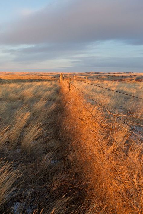 When I met bisons and fell in love with the Great Plains | La Tartine Gourmande Farmland Aesthetic, Dune Landscape, Oregon Landscape, Les Continents, Great Plains, Barbed Wire, Big Sky, Alam Semula Jadi, Carpe Diem