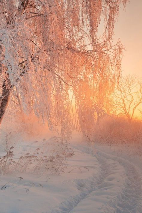 Winter Into Spring Aesthetic, Golden Winter Aesthetic, Spring And Winter Aesthetic, Winter Warmth Aesthetic, Winter Sunrise Aesthetic, Winter Aesthetic Nature, Calm Winter Aesthetic, Winter Sun Aesthetic, Light Winter Aesthetic