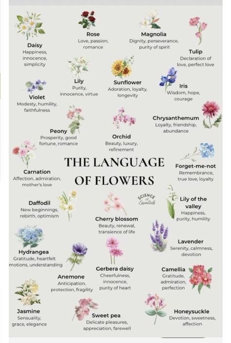 Wildflowers And Their Meanings, Different Flowers And Their Meanings, Flower Meanings Chart, Flowers And Meanings, Pretty Flower Names, Flowers Meanings, Flowers Language, Flowers And Their Meanings, Meaningful Flowers