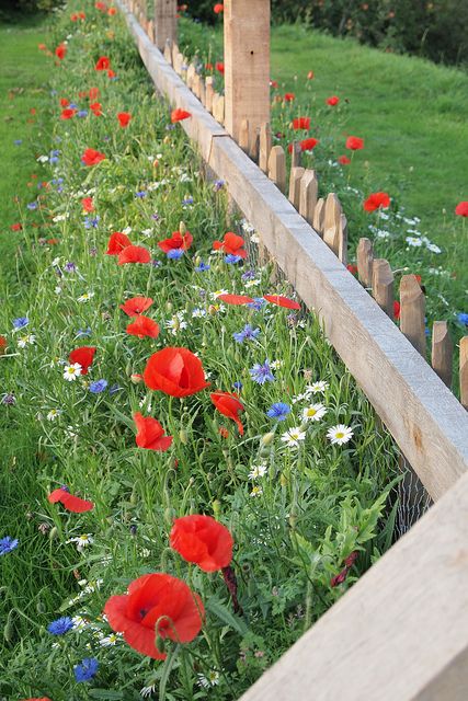 ༺ღ Meadow Garden, Flower Fence, Cottage Garden Design, Have Inspiration, Wildlife Gardening, Wildflower Garden, Garden Borders, Olive Garden, Garden Fencing