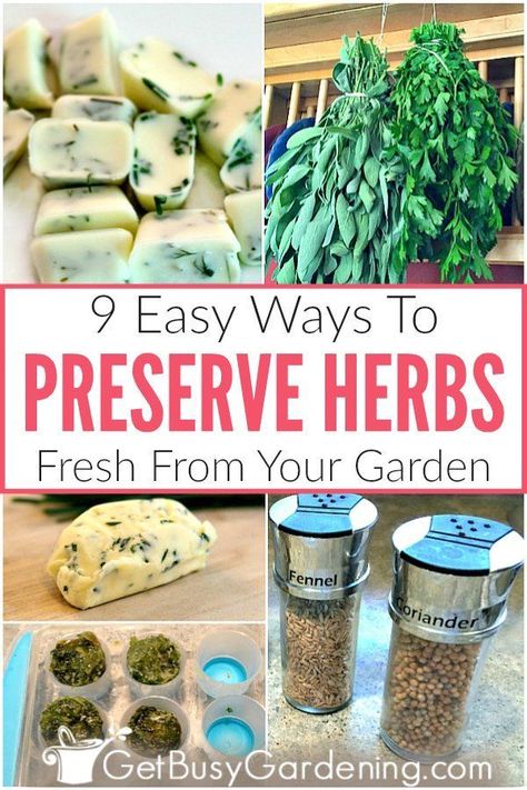 If you're wondering how you can preserve herbs from your garden, this is for you! You’ll find tons of tips and ideas for preserving fresh herbs like dill, basil, or chives. Learn all about using nine different techniques to save leftover herbs, so you can continue to use them for cooking all winter. Methods include drying, making infused vinegar, storing them in the fridge, filling your spice jars, freeze in ice cube trays in oil or water, homemade recipes, and more. #herbgardening #gardening Herb Recipes, Preserve Herbs, Preserve Fresh Herbs, Store Fresh Herbs, Drying Fresh Herbs, Fresh Herb Recipes, Freezing Herbs, Preserving Herbs, Winter Cooking