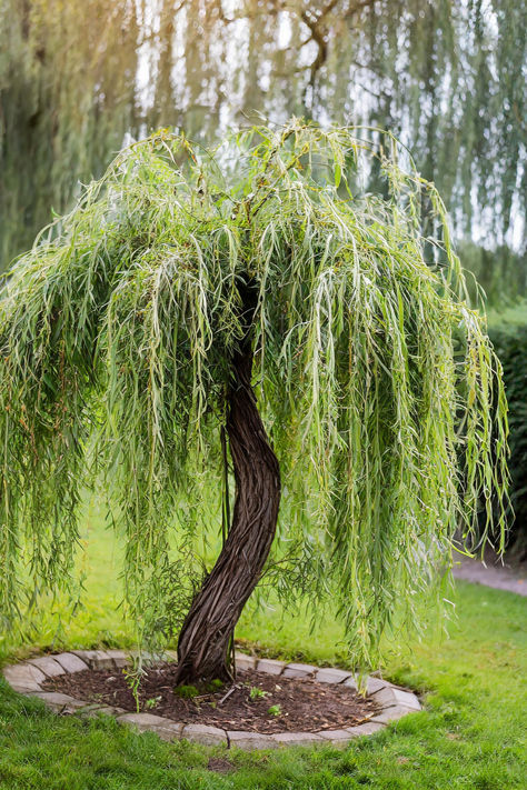 A small, beautifully twisted dwarf weeping tree with lush green foliage in a well-maintained garden setting. Weeping Juniper Tree, Small Garden Trees Ideas, Small Tree Front Yard, Weeping Spruce Landscaping, Weeping Birch Tree Landscaping, Weeping Cypress Tree, Willow Tree Front Yard, Mini Weeping Willow Tree, Small Weeping Trees For Front Yard