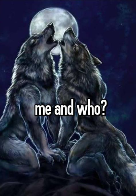 Humour, Wolf Memes Funny, This Is Me Btw If You Even Care, Alpha Pictures, Wolf Cute, Me N Who, Wolf Meme, Funny Wolf, Silly Pics