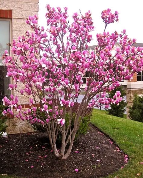 Small Landscaping, Trees For Front Yard, Landscaping Trees, Front Landscaping, Home Landscaping, Front Yard Garden, Small Yard, Landscaping Tips, Front Yard Landscaping Design