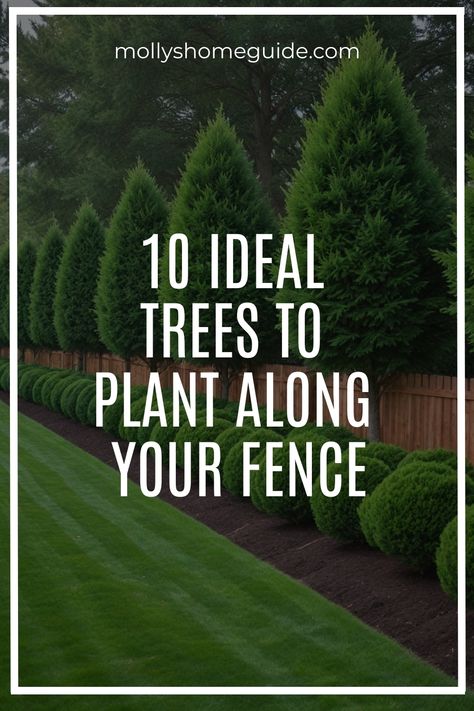 Looking to create privacy along your fence? Planting trees can be a great solution! Explore our list of the best trees for border and privacy. Choose from fast-growing options like Leyland Cypress or Thuja Green Giant. These top 5 privacy trees will quickly create a natural screen. Want narrow evergreens for small yard privacy? Consider options like Emerald Green Arborvitae or Sky Pencil Holly. High Garden Wall Privacy Fences, Spruce Tree Privacy Fence, Backyard Landscaping Privacy Trees, Thuja Emerald Green Arborvitae, Evergreen Trees Landscaping Backyards, Backyard Evergreen Landscaping, Privacy Fence Trees Backyards, Best Trees And Shrubs For Privacy, Tall Shrubs For Privacy Backyards