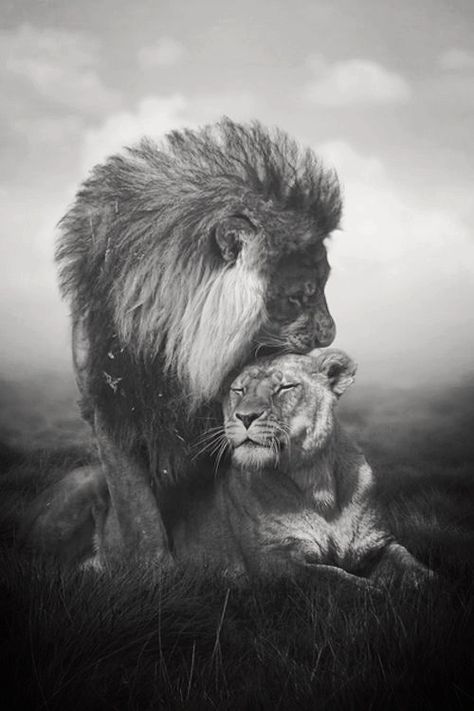 lions Charcoal Drawings, Lion Protecting, Two Lions, Regnul Animal, Gato Grande, Emotional Photos, Lion And Lioness, Lion Love, True Strength