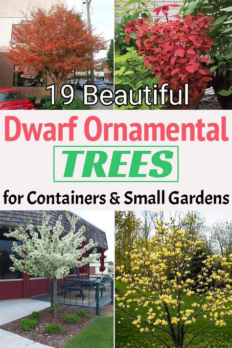 Perfect for driveways and containers growing Dwarf Ornamental Trees is one of the best ways to add an appeal to the architectural design of your home! Trees For Small Front Yards, Front Yard Landscaping Tree Ideas, Shrub Trees Landscaping, Small Tree For Front Yard, Small Trees Front Yard, Miniature Trees For Front Yard, Landscape Trees Backyard, Low Growing Trees For Front Of House, Small Trees For Front Yard Curb Appeal