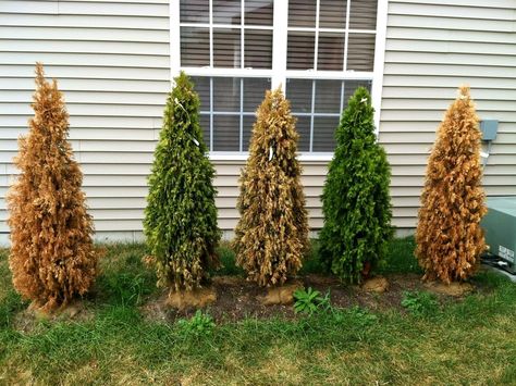 How Many Gardening Mistakes Can One Guy Make? | I don’t know, but here’s three. Emerald Arborvitae, Arborvitae Landscaping, Green Giant Arborvitae, Giant Arborvitae, Thuja Green Giant, Evergreen Landscape, Arborvitae Tree, Emerald Green Arborvitae, Privacy Trees