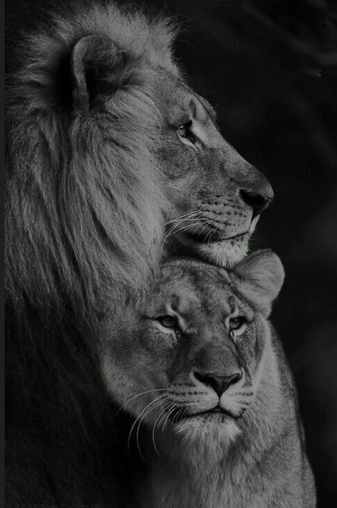 Lion And Lioness Tattoo, Lion Lioness, Lion Couple, Lioness Tattoo, Lion Family, Lions Photos, Lion Photography, Lion And Lioness, Lion Love