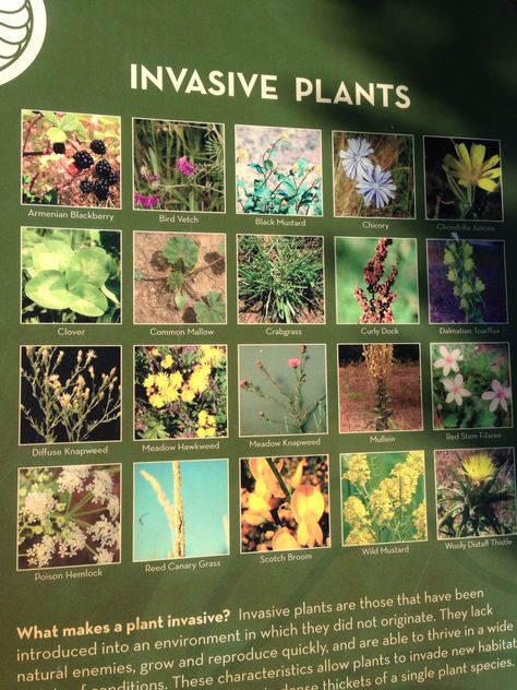 Invasive Species Oregon Oregon, Plants, Influencer Ideas, Invasive Plants, Invasive Species, Gorgeous Gardens, 2024 Vision, Influencer, Vision Board