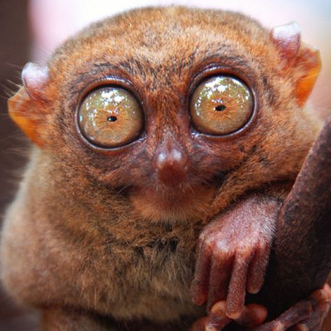 Exotic Mammal: The Philippine Tarsier | 10 Celebrities Who Look Like ExoticMammals Animal Siblings, Philippine Tarsier, Bad Monkey, Ugly Animals, Strange Animals, Elephant Wallpaper, Brain Boost, Eye Eye, Rare Images