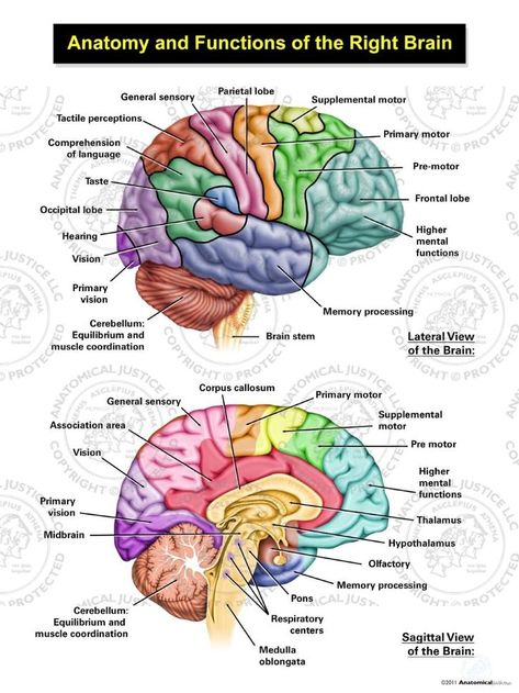 Functions Of The Brain, Brain Anatomy And Function, Brain Diagram, Sistem Saraf, Basic Anatomy And Physiology, Biology Facts, Medical Student Study, Brain Facts, Brain Anatomy